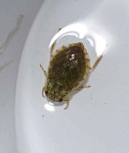 Naucoris maculatus