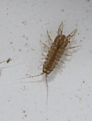 Asellus aquaticus