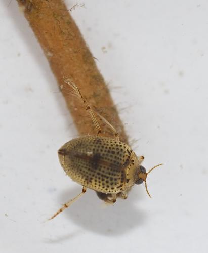 Peltodytes rotundatus