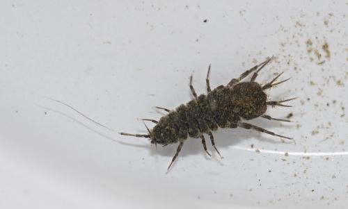 Réf. 194 925 : Asellus sp.