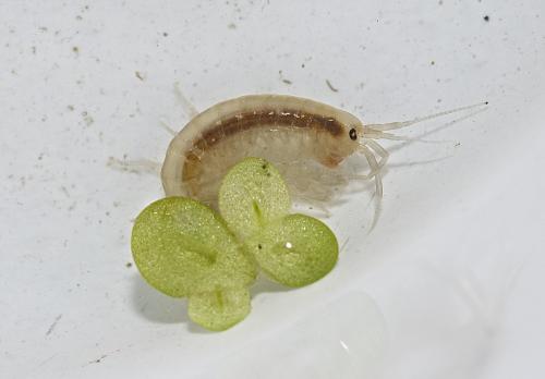 Gammarus sp.