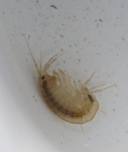 Gammarus sp.