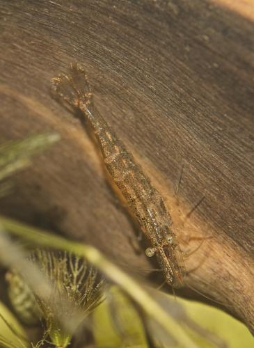 Atyaephyra desmarestii