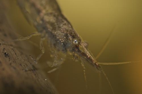Atyaephyra desmarestii