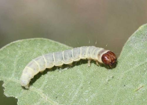 Diurnea lipsiella