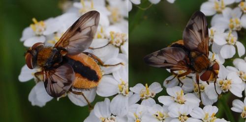 Ectophasia crassipennis