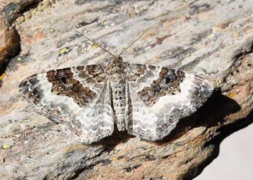 Epirrhoe alternata