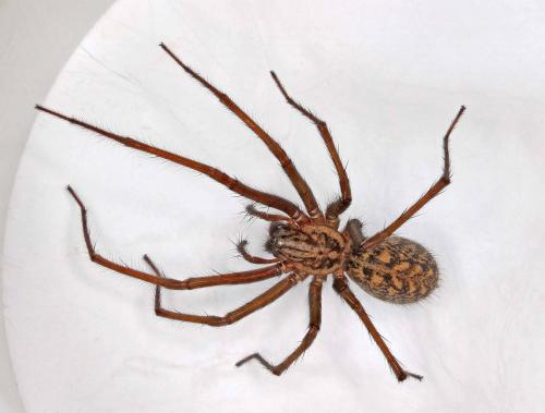 Eratigena atrica