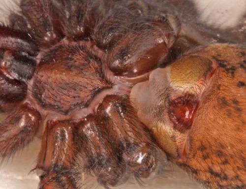 Eratigena atrica