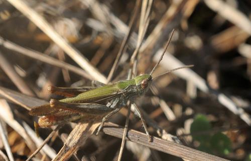 Chorthippus sp.
