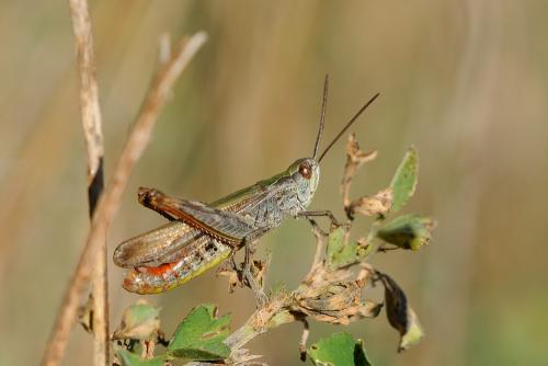 Chorthippus sp.