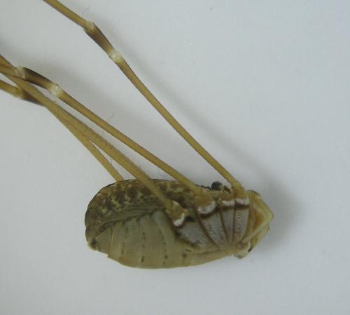 Réf. 194 874 : Leiobunum religiosum