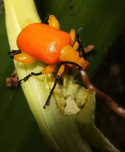 Réf. 194 752 : Criocerinae inconnu