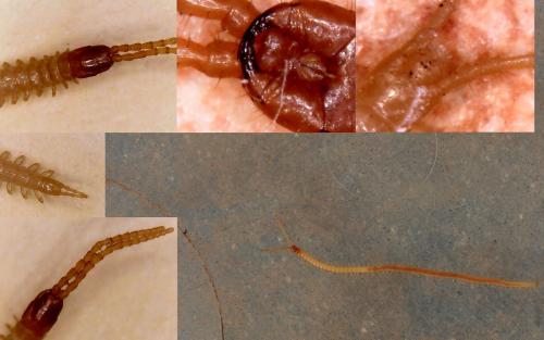 Réf. 194 355 : Geophilus sp.