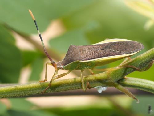 Réf. 194 048 : Homoeocerus sp.