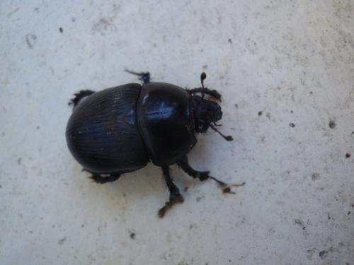 Geotrupes spiniger