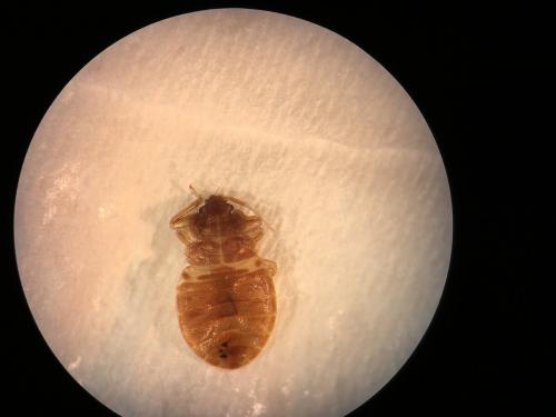 Cimex lectularius