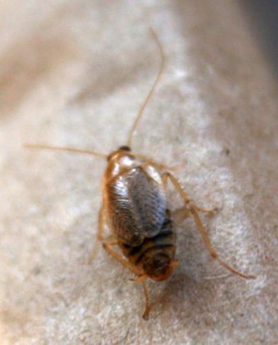 Planuncus vinzi