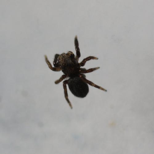Réf. 194 404 : Euophrys frontalis