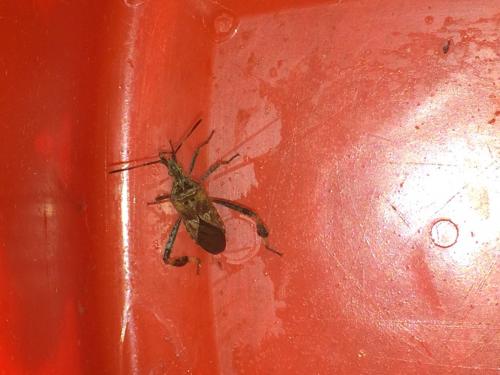 Leptoglossus occidentalis
