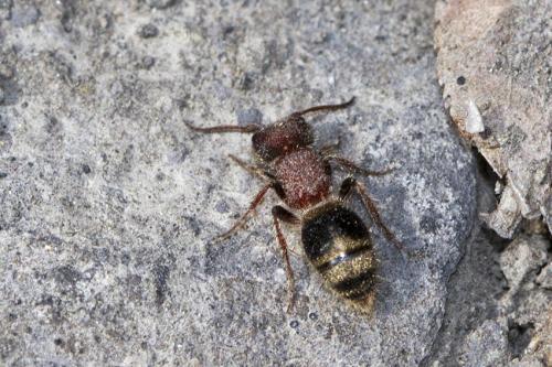 Réf. 194 914 : Myrmilla erythrocephala