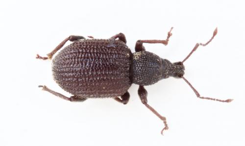 Otiorhynchus rugosostriatus