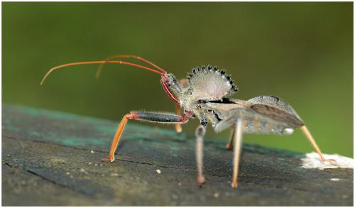 Arilus sp.