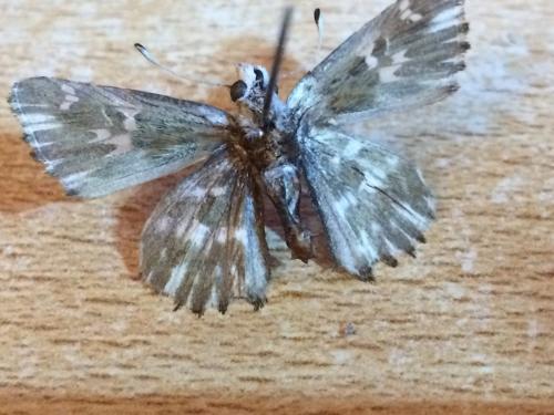 Carcharodus floccifera