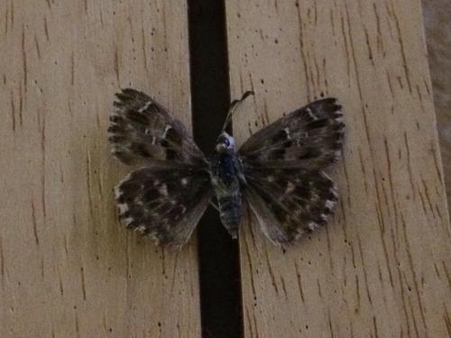 Carcharodus alceae