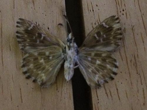 Carcharodus alceae