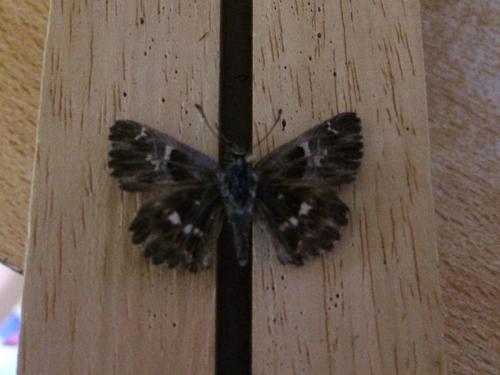 Réf. 194 115 : Carcharodus floccifera