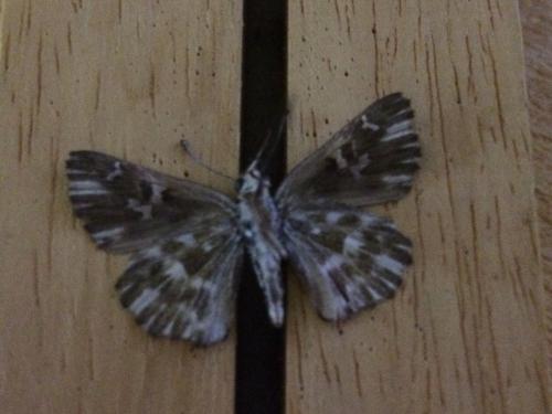 Carcharodus floccifera