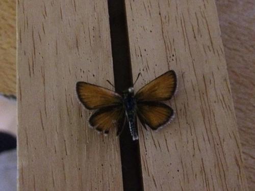 Thymelicus lineola