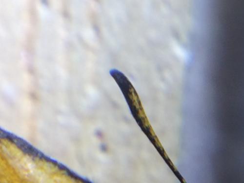 Thymelicus lineola