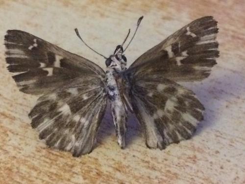 Carcharodus floccifera