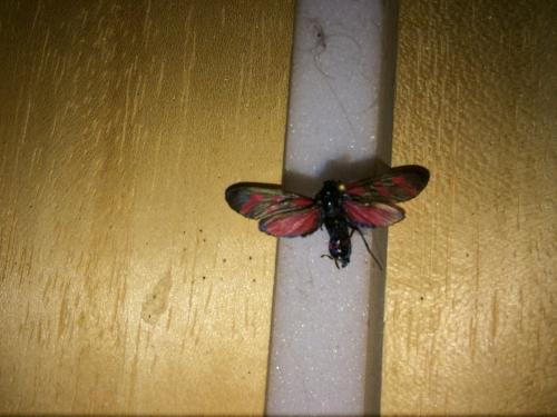 Réf. 194 390 : Zygaena viciae