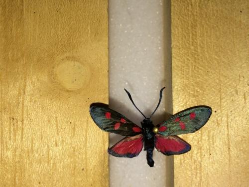 Zygaena sp.