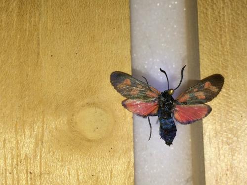 Réf. 194 392 : Zygaena viciae