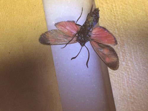 Réf. 194 393 : Zygaena viciae