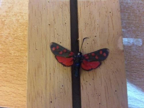 Zygaena transalpina
