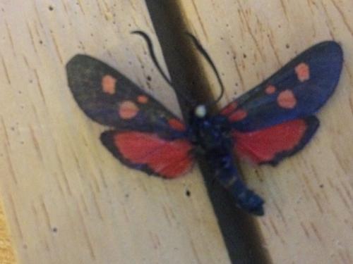 Zygaena lonicerae