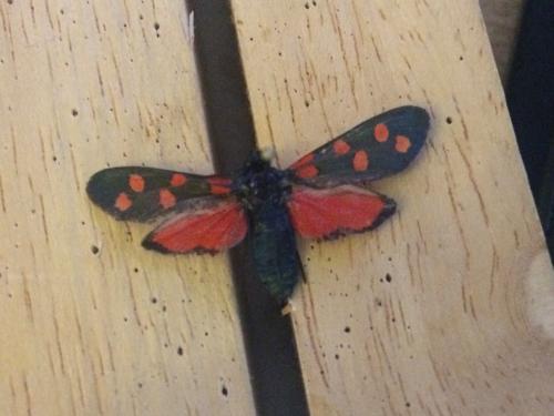 Zygaena transalpina