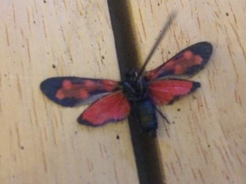 Zygaena transalpina