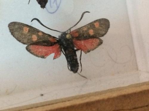 Zygaena lonicerae