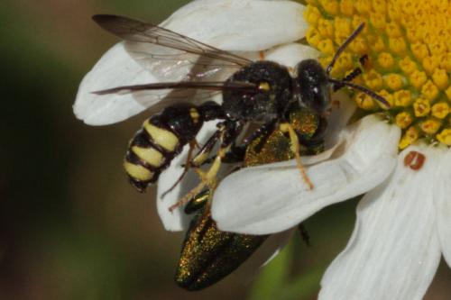 Cerceris bupresticida