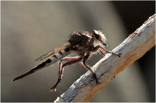 Efferia sp.