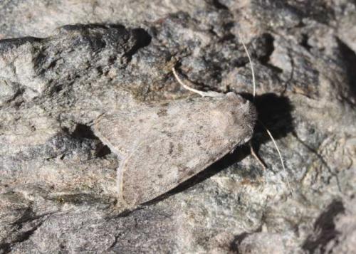 Dichagyris constanti