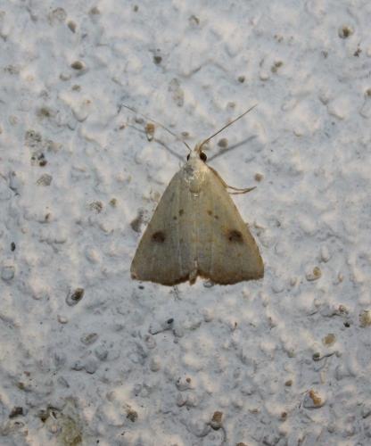 Réf. 194 292 : Rivula sericealis