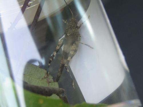 Oedipoda caerulescens caerulescens