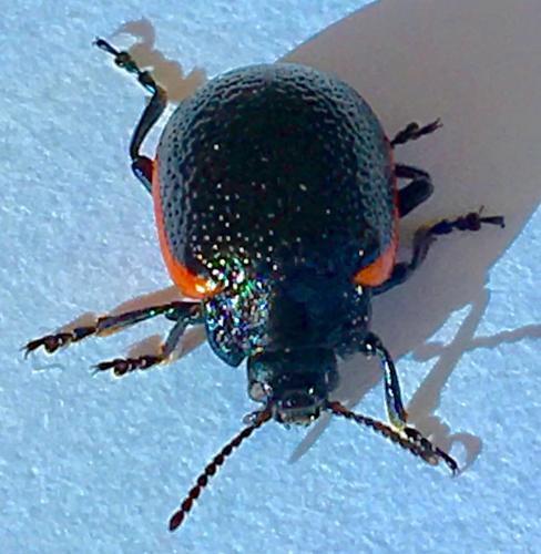 Chrysolina kuesteri